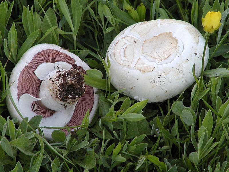 I Miei Funghi (1�)